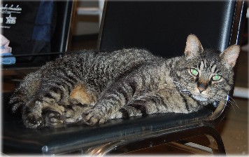 kitty